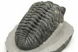 Large Phacopid (Drotops) Trilobite - Nice Eye Facets #235807-5